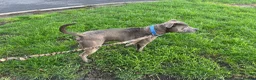 Staffordshire Bull Terrier dogs for stud: Bluey’s Dream Stud dog.  - Advert 2