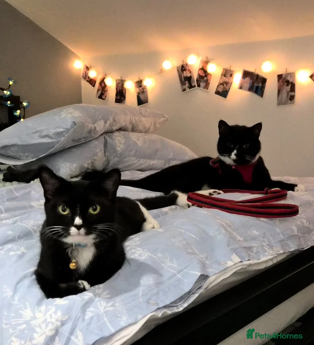 British Shorthair cats for sale: Two 1 Year old Tuxedo Cats - Advert 2