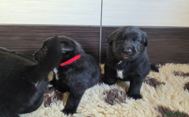 Mixed Breed dogs - Advert 2