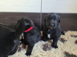 Mixed Breed dogs - Advert 9