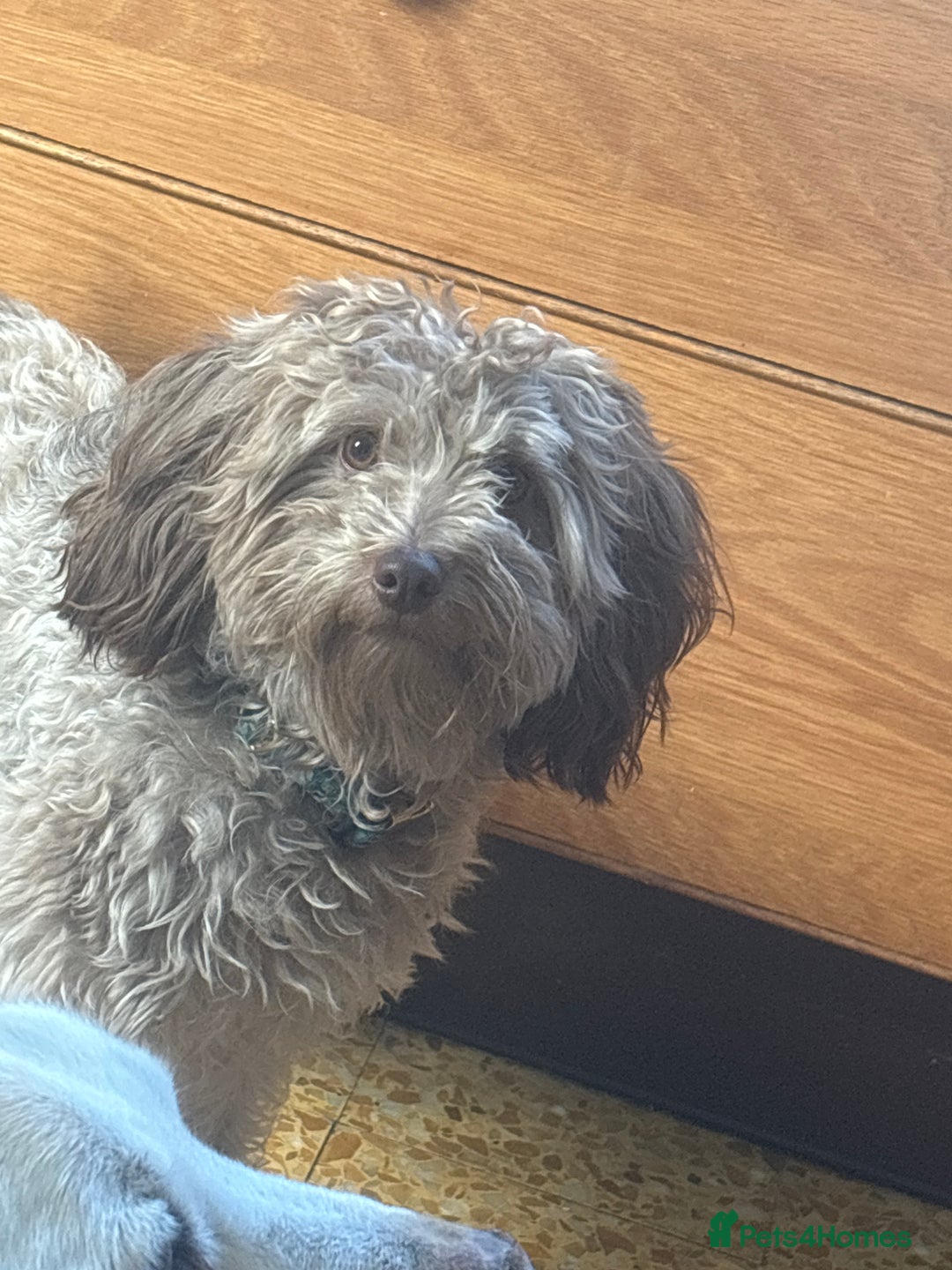 Mixed Breed dogs for sale: Archie - Image 7
