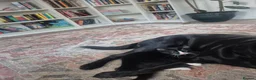 Mixed Breed cats for sale: 12 week old girl kitten - Advert 2