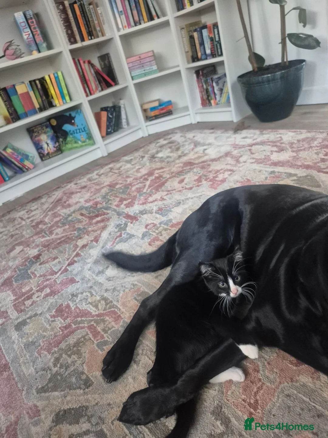 Mixed Breed cats for sale: 12 week old girl kitten - Advert 2