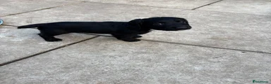 Sprocker 6