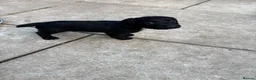 Sprocker dogs for sale: Sprocker puppies  - Advert 9