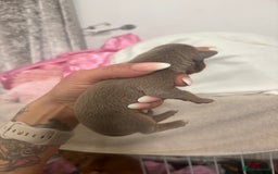 Mixed Breed dogs for sale: Xxx TINY dachshund x chihuahua puppies xxx - Image 29