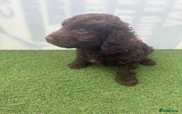 Cockapoo dogs for sale: Cockapoo puppies f1 - Image 3