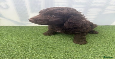 Cockapoo dogs - Advert 1