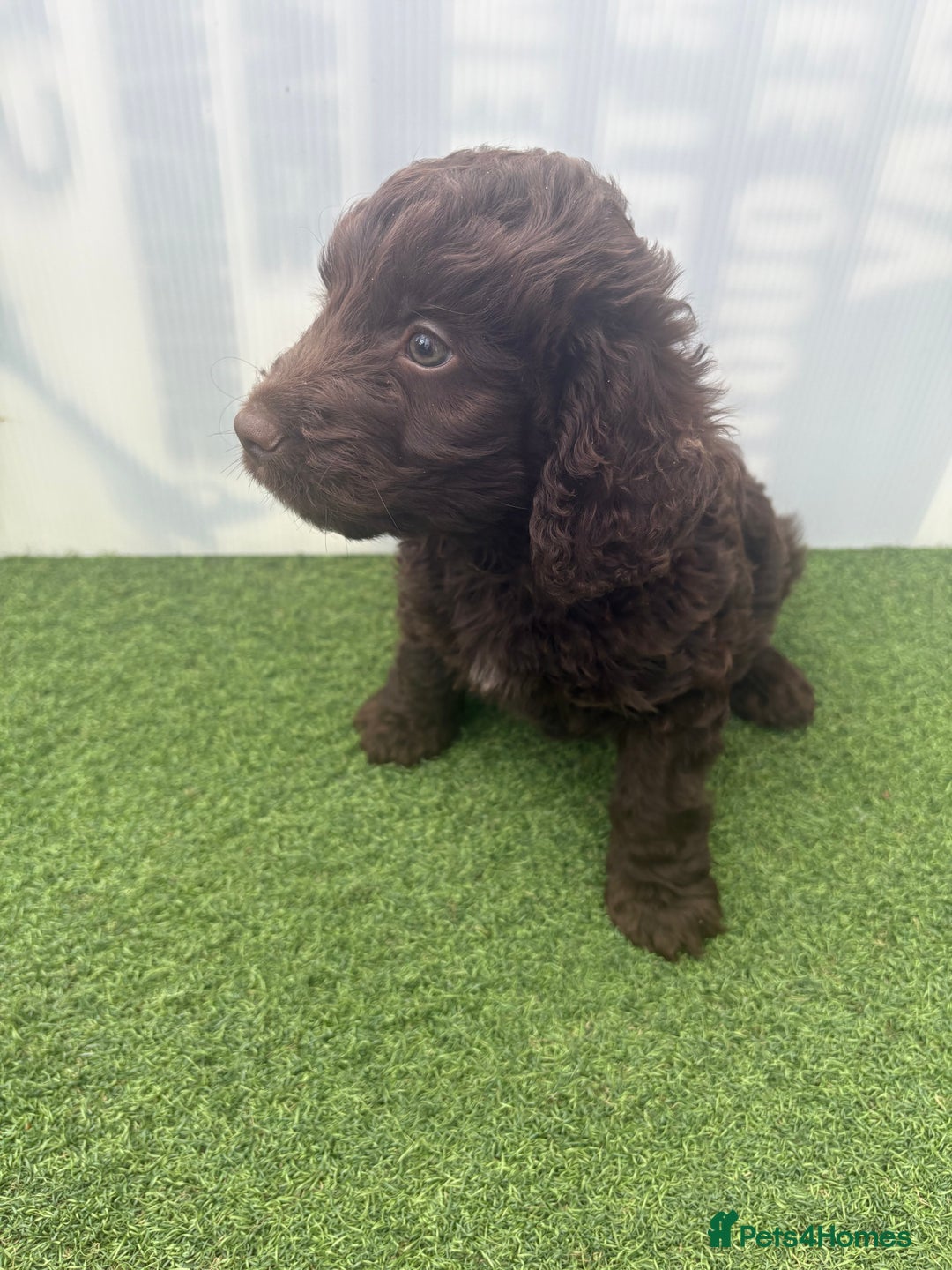 Cockapoo dogs for sale: Cockapoo puppies f1 - Image 3