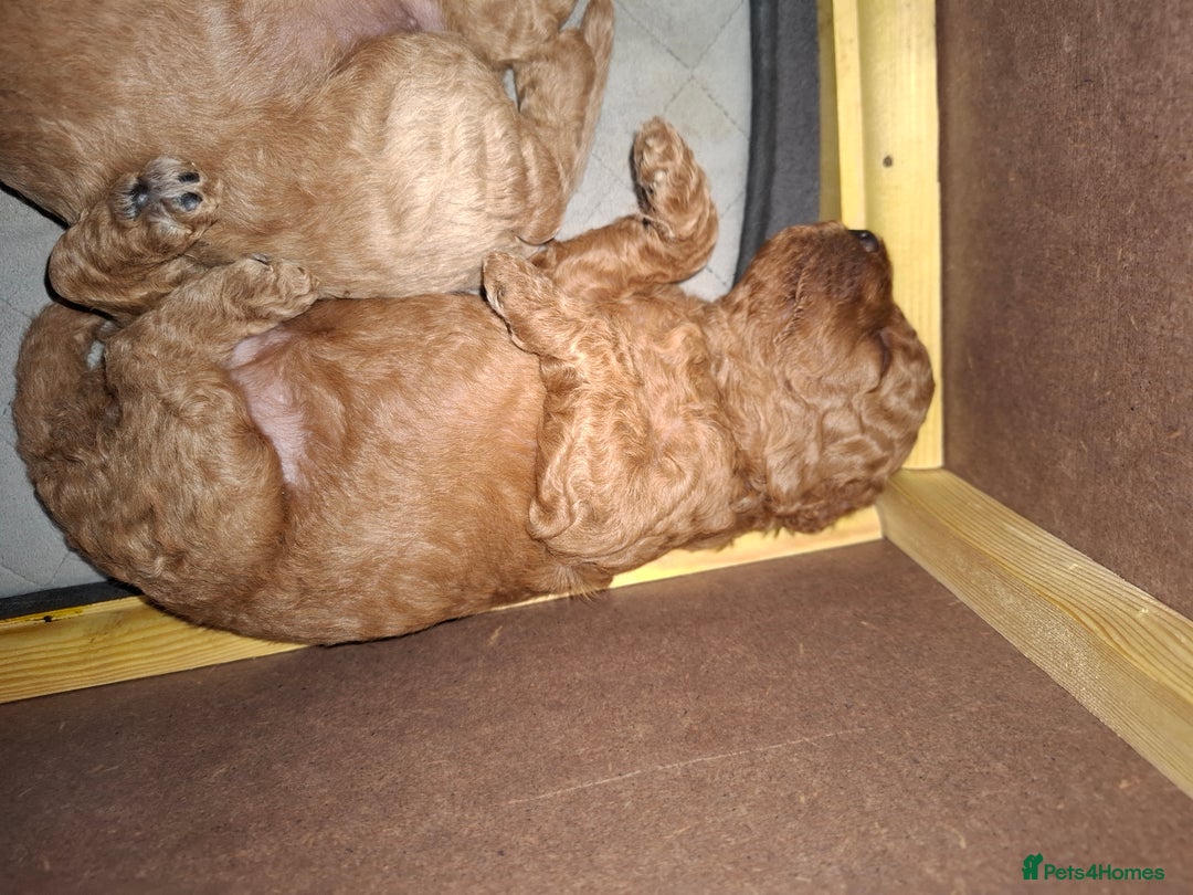 Cavapoo dogs for sale: Amazing Cavapoo's 🐶❤️ - Image 27