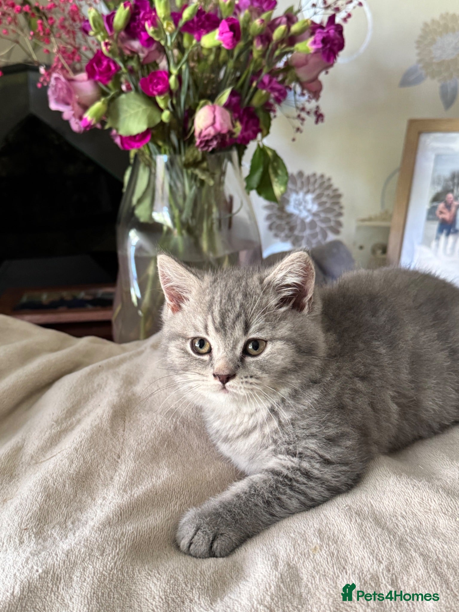 British Shorthair cats Ready Now British Shorthair kittens - Advert 1