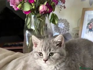 British Shorthair cats Ready Now British Shorthair kittens - Advert 1