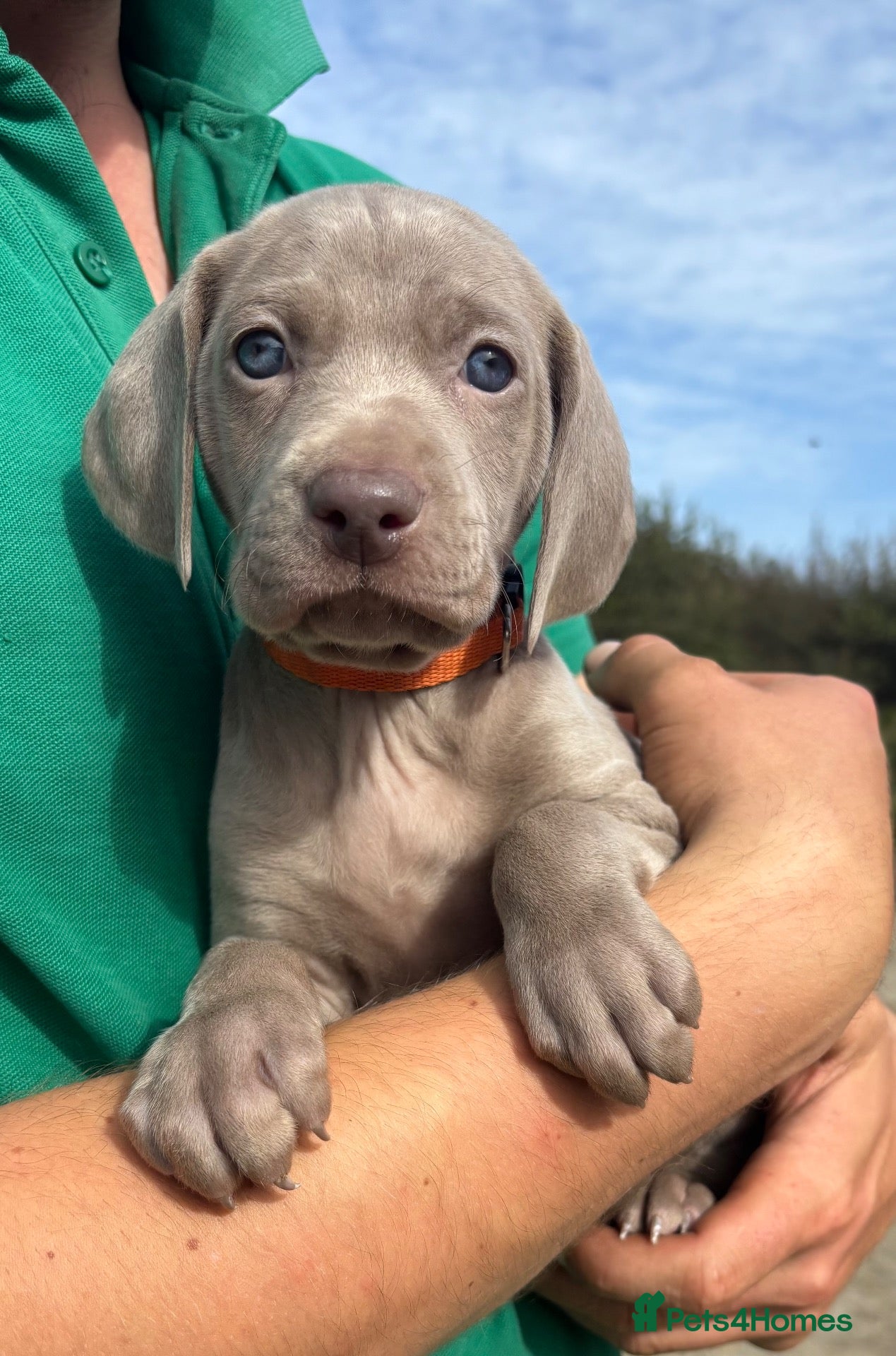 Weimaraner dogs KC reg Weimaraner Puppies  - Advert 1