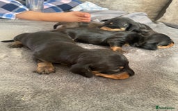 Dachshund dogs for sale: Miniature dachshunds  - Image 4