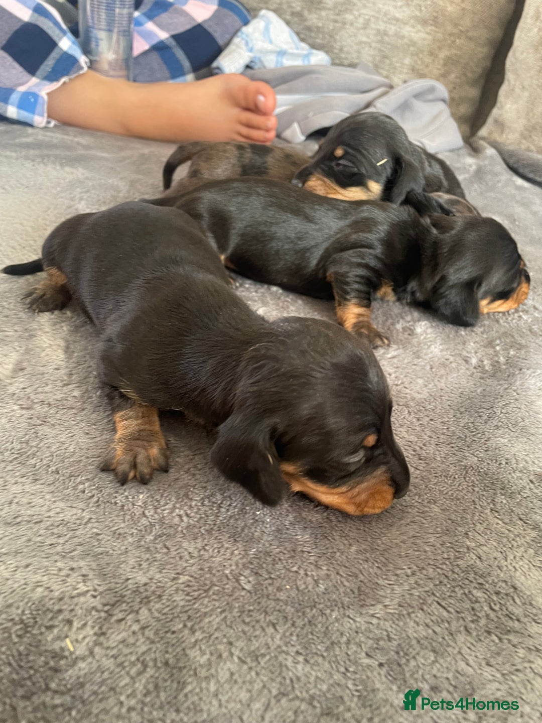 Dachshund dogs for sale: Miniature dachshunds  - Image 4