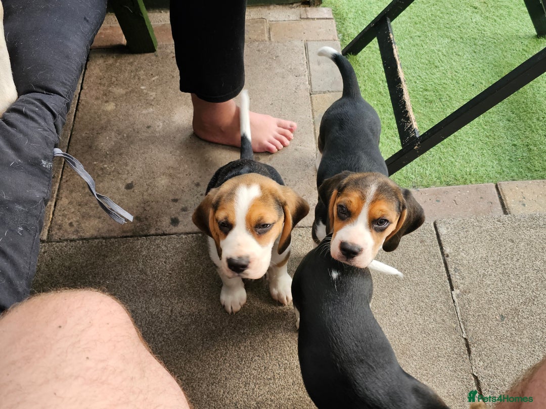 Beagle dogs for sale: 3 adorable beagle pups - Image 8