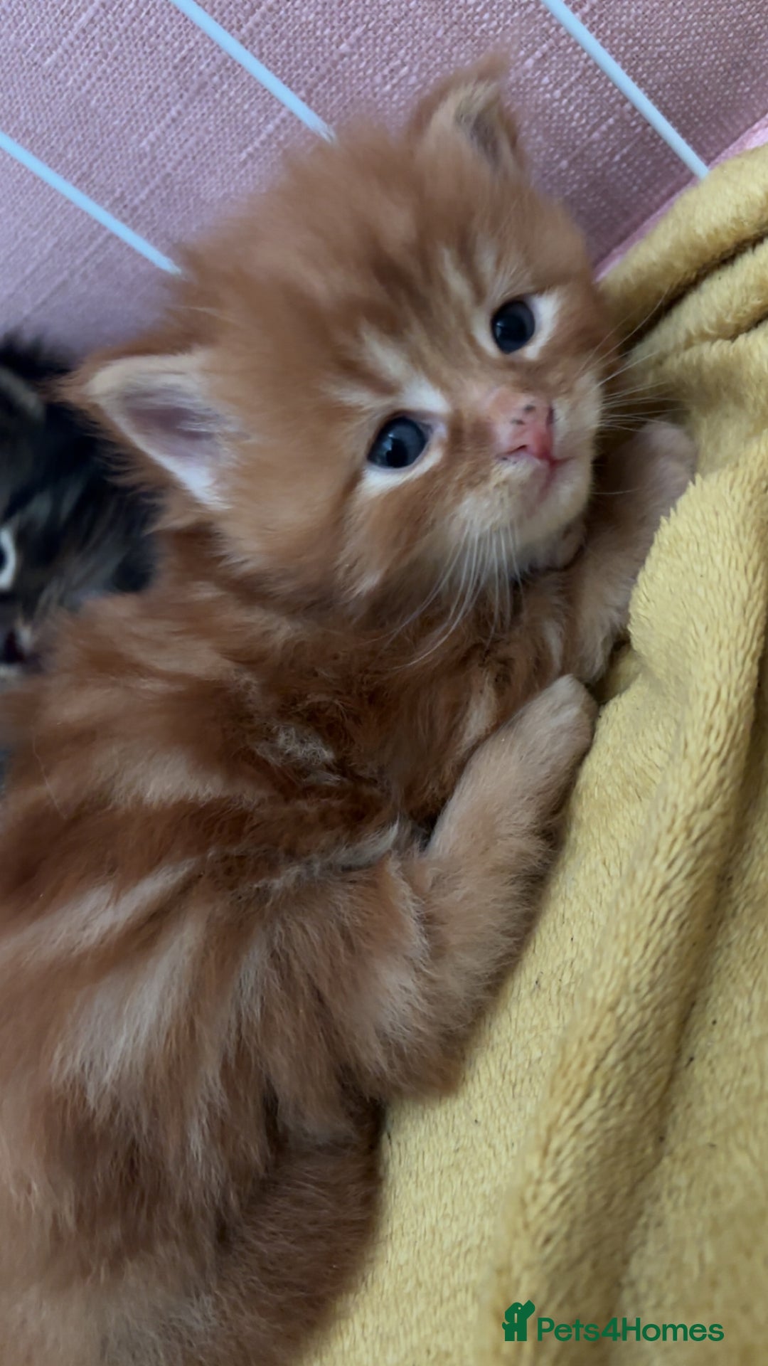 Maine Coon cats for sale: 5 gorgeous 3/4 Maine coon babys - Image 6