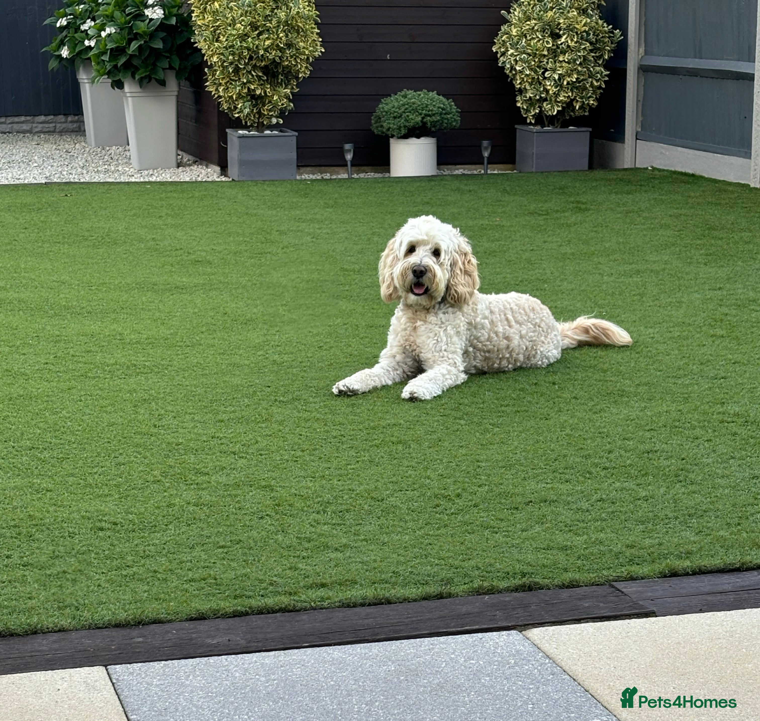 Labradoodle dogs Australian Labradoodle Stud (Health Tested) in Great Yarmouth - Advert 3