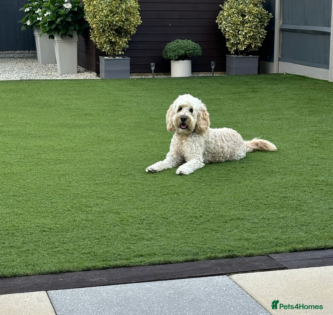 Labradoodle dogs for stud: Australian Labradoodle Stud (Health Tested) in Great Yarmouth - Advert 1