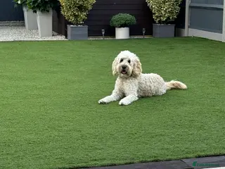 Labradoodle dogs Australian Labradoodle Stud (Health Tested) in Great Yarmouth - Advert 4