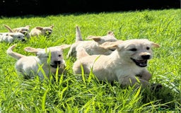 Golden Retriever dogs for sale: Gorgeous kc golden retriever puppies  - Image 2
