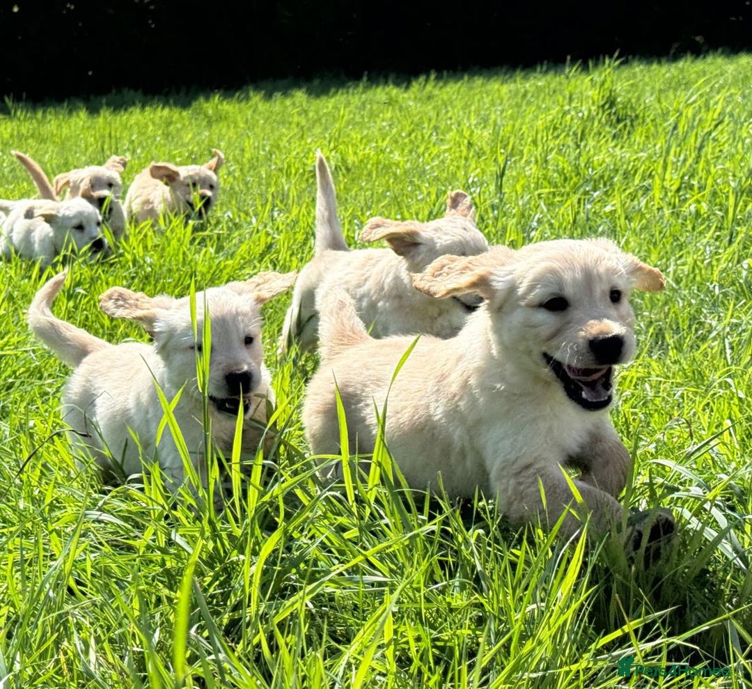 Golden Retriever dogs for sale: Gorgeous kc golden retriever puppies  - Image 2