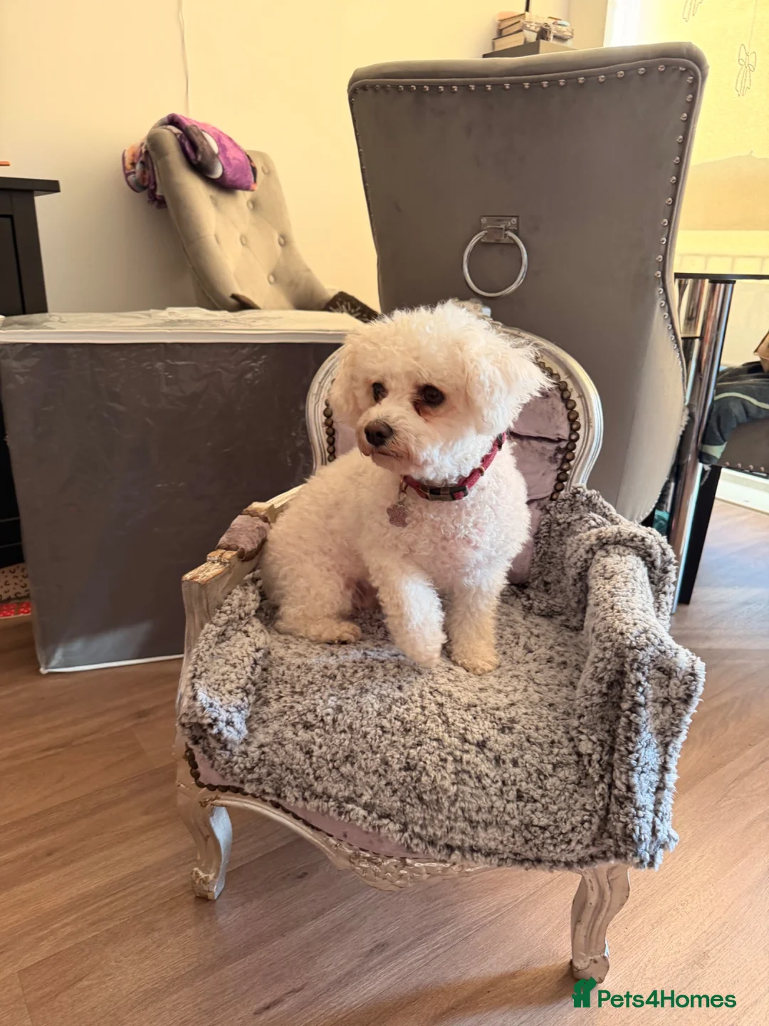 Mixed Breed dogs for sale: Miniature dachshund cross cavachons in Grantham - Advert 1