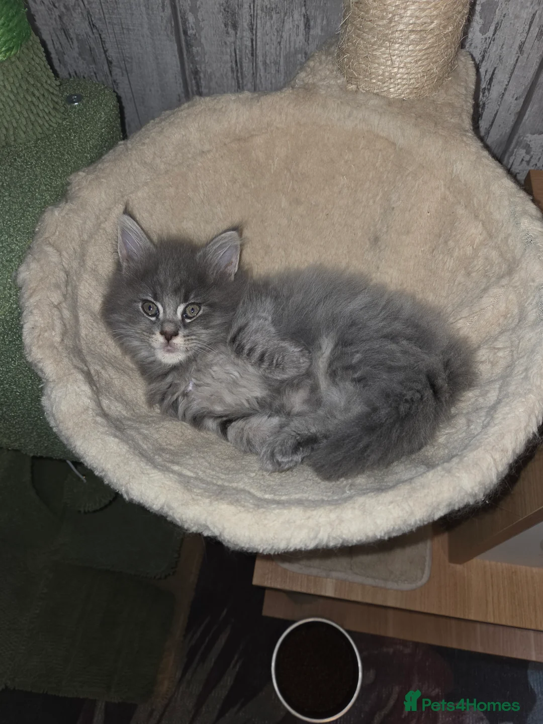 Maine Coon cats for sale: 2 Stunning GCCF Kittens Available.  - Advert 4