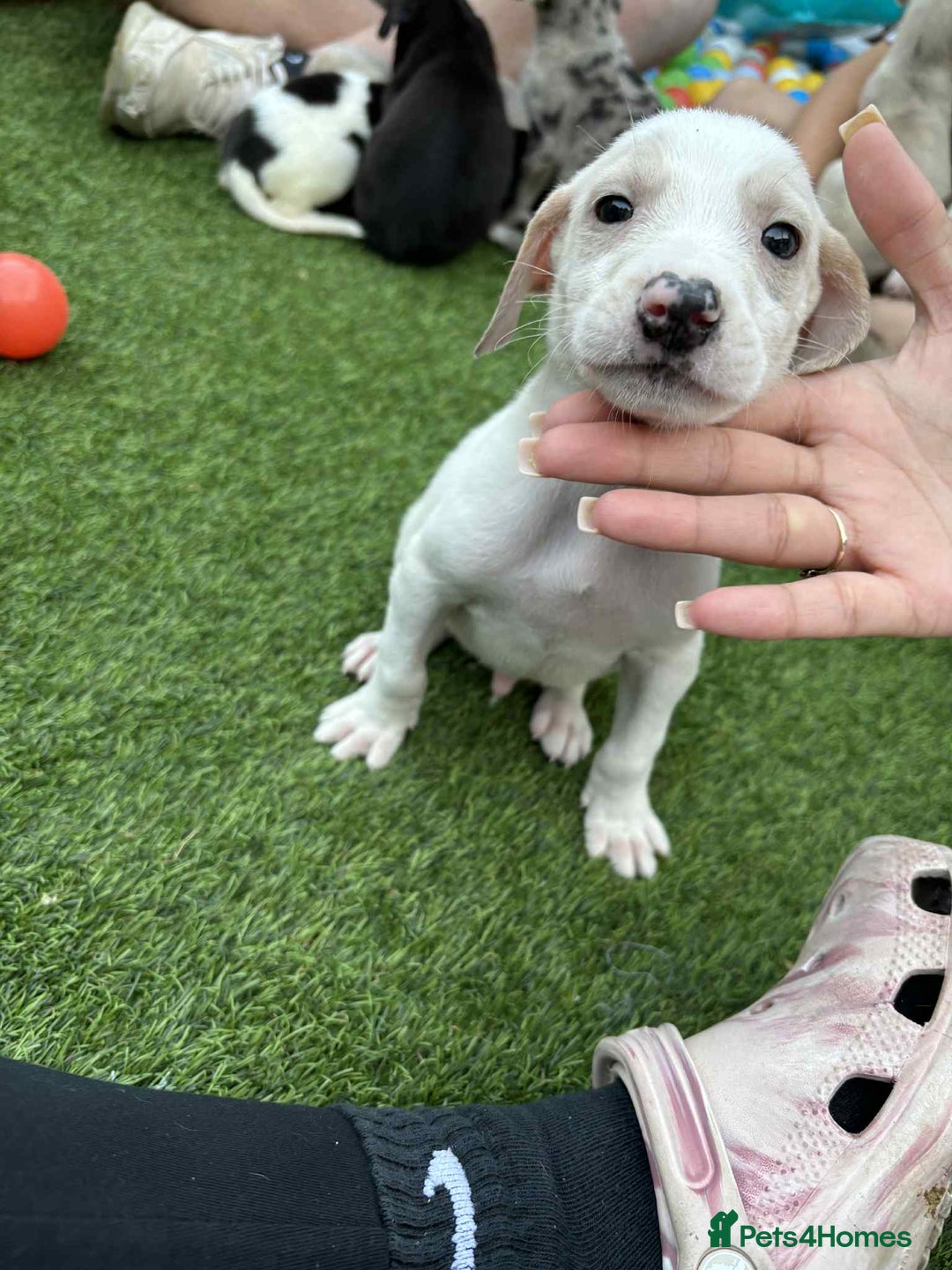 Lurcher dogs for sale: Lurcher pups  - Image 5