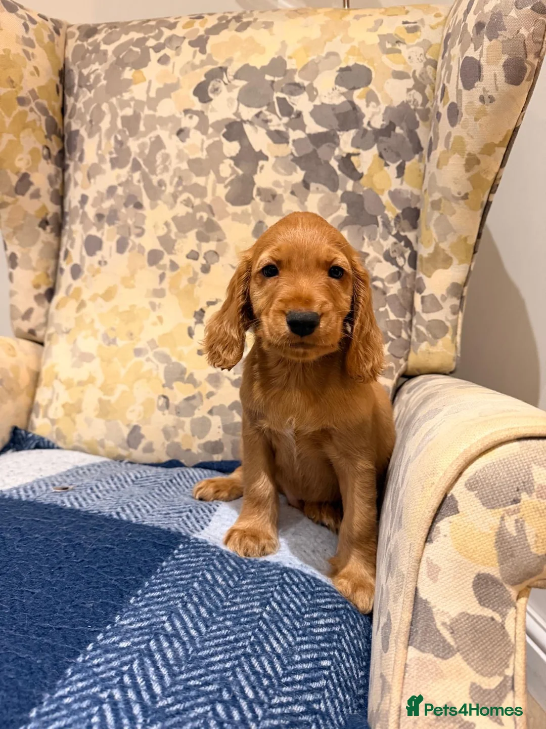 Cocker Spaniel dogs for sale: Fantasticly Bred Health Tested Cockers Ready Now - Advert 16