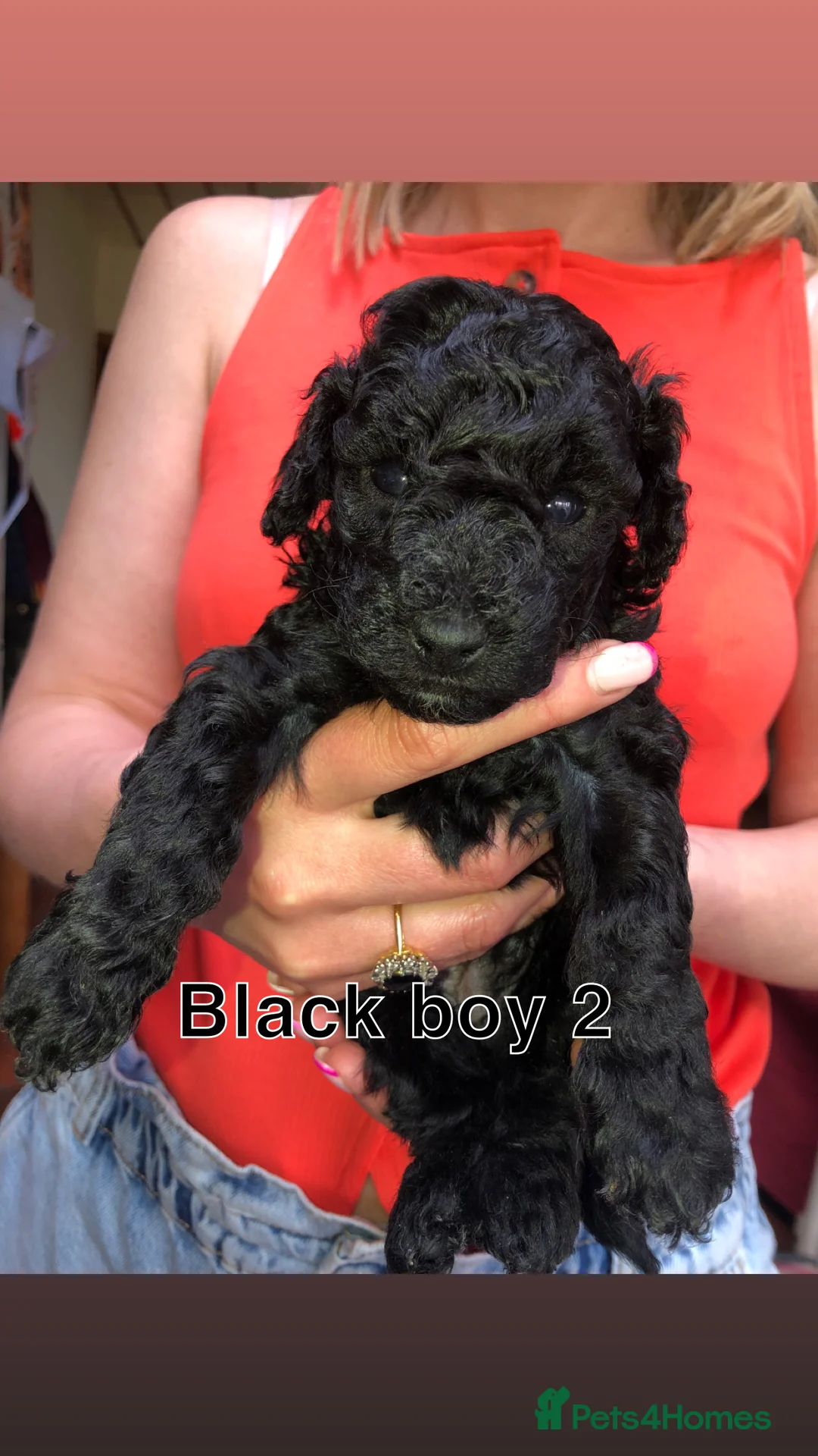 Miniature Poodle dogs for sale: Miniature Poodle Puppies Looking for Loving Homes  in Colne - Advert 2