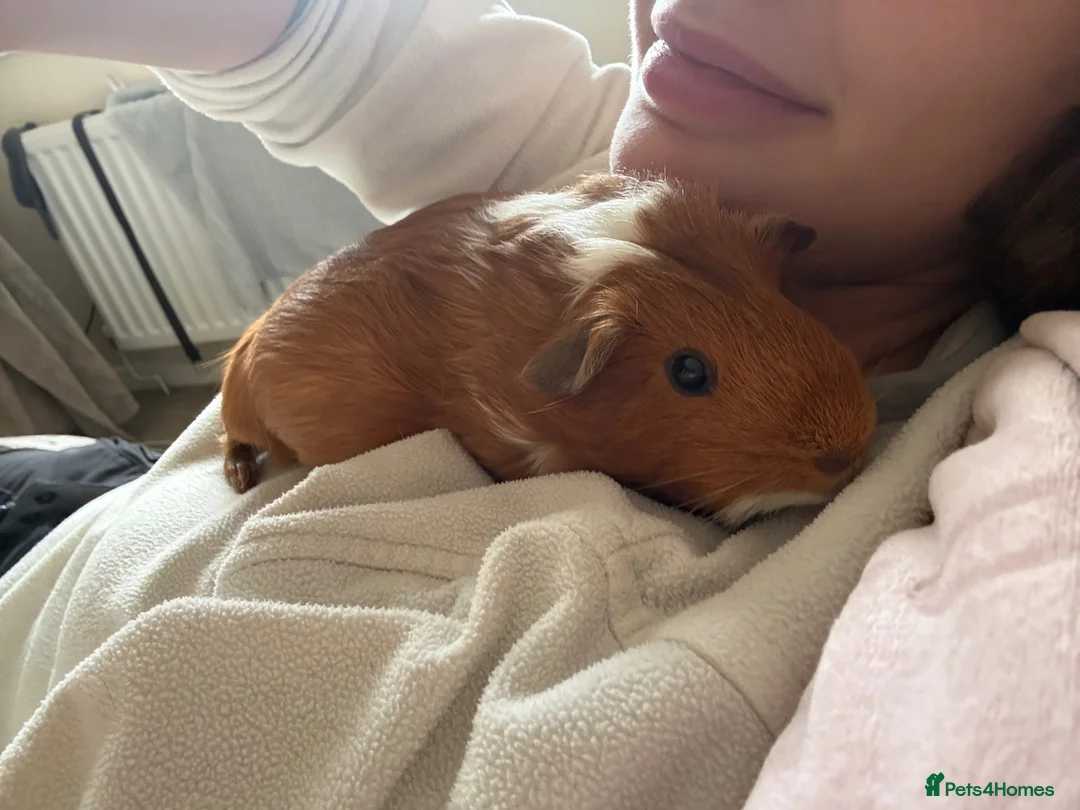 Guinea Pig rodents for sale: Baby guinea pigs for sale  - Advert 13