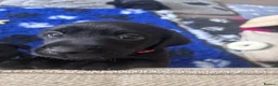Labrador Retriever dogs for sale: Labrador Retriever KC puppies - Advert 27