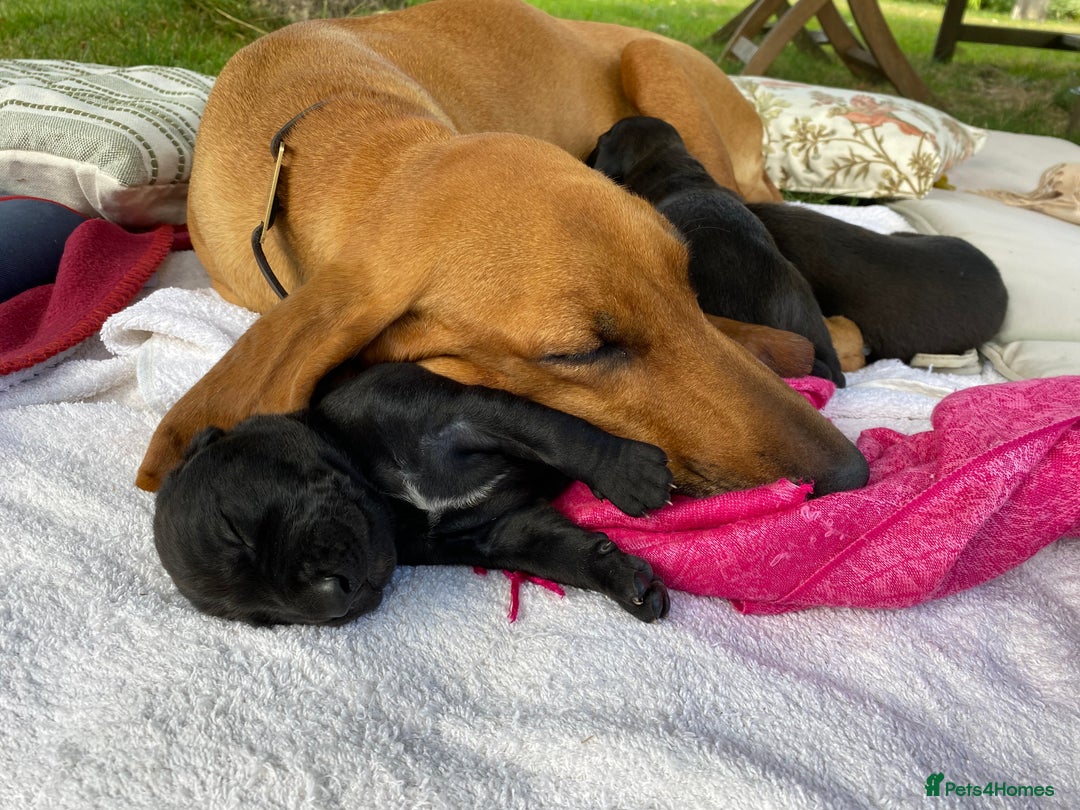 Mixed Breed dogs for sale: Italian Segugio/labrador Easter Love Affair - Image 18