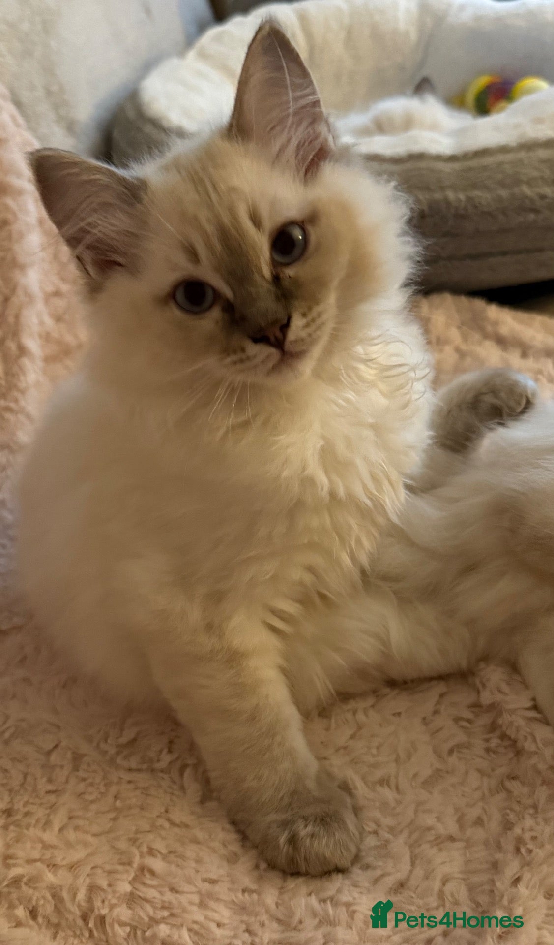 Ragdoll cats READY FOR NEW HOME NOW Chunky Ragdoll  Kittens   - Advert 1