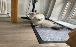 Ragdoll cats for sale: Female kitten become available! Pure Ragdoll in Derby - Image 34