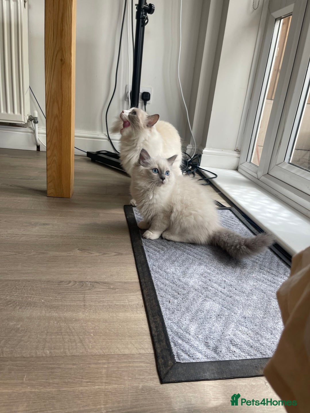Ragdoll cats for sale: Female kitten become available! Pure Ragdoll in Derby - Image 34