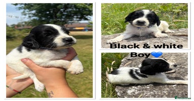 Cocker Spaniel dogs - Advert 4