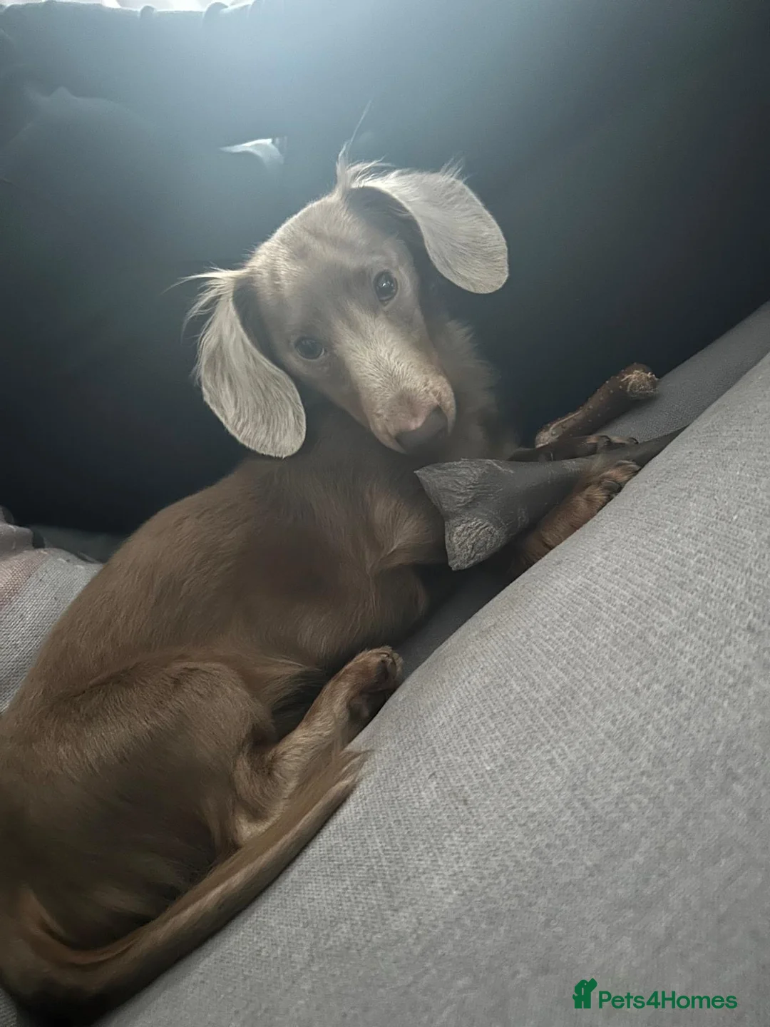 Miniature Dachshund dogs for sale: 6 beautiful babies available  in Newport - Advert 14