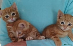 Mixed Breed cats for sale: Amazing, beautiful kittens 3 boys, 2 girls - Image 20