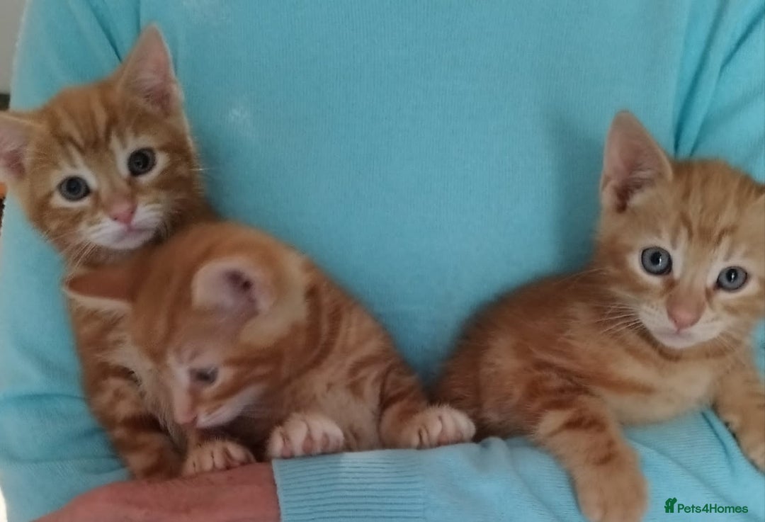 Mixed Breed cats for sale: Amazing, beautiful kittens 3 boys, 2 girls - Image 20