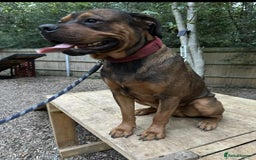 Mixed Breed dogs for sale: 10 month old rottweiler x  - Image 3