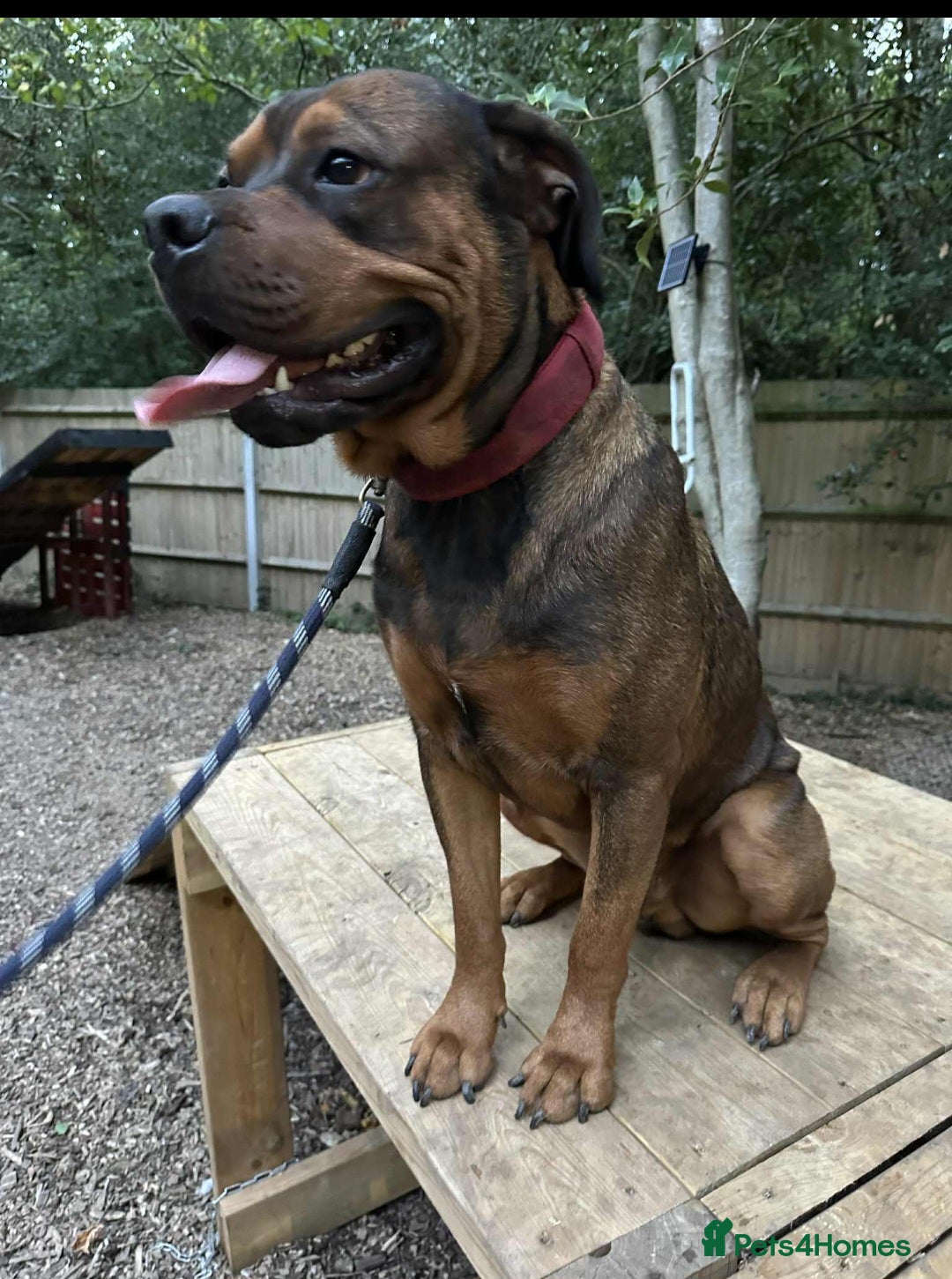 Mixed Breed dogs for sale: 10 month old rottweiler x  - Image 3