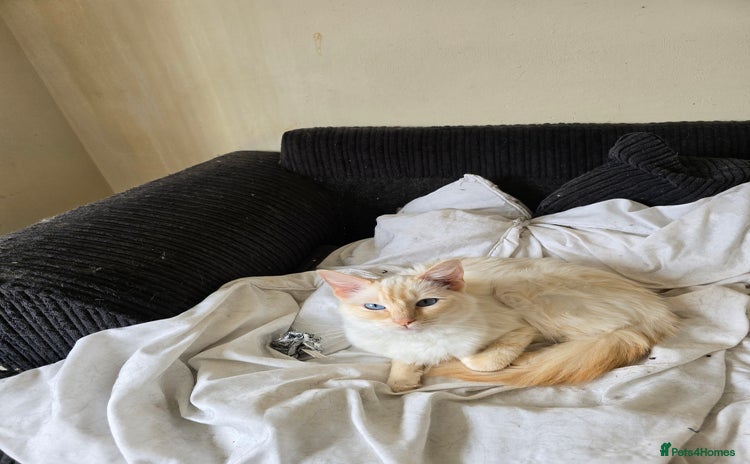 Ragdoll cats - Advert 1