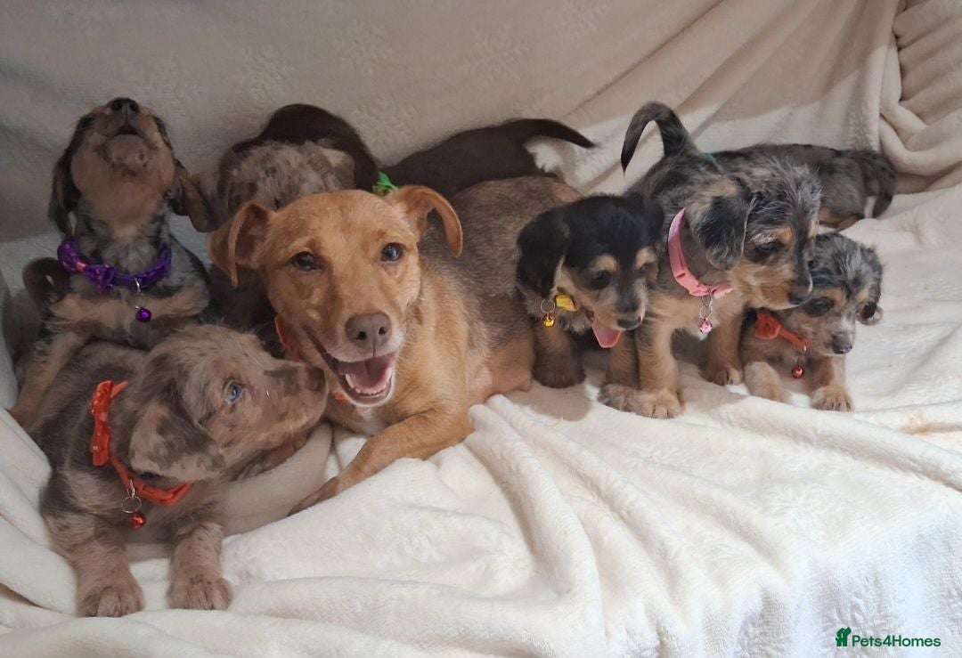 Jack Russell dogs ♡Beautiful Jack Russel Puppies ready now ♡ - Advert 2