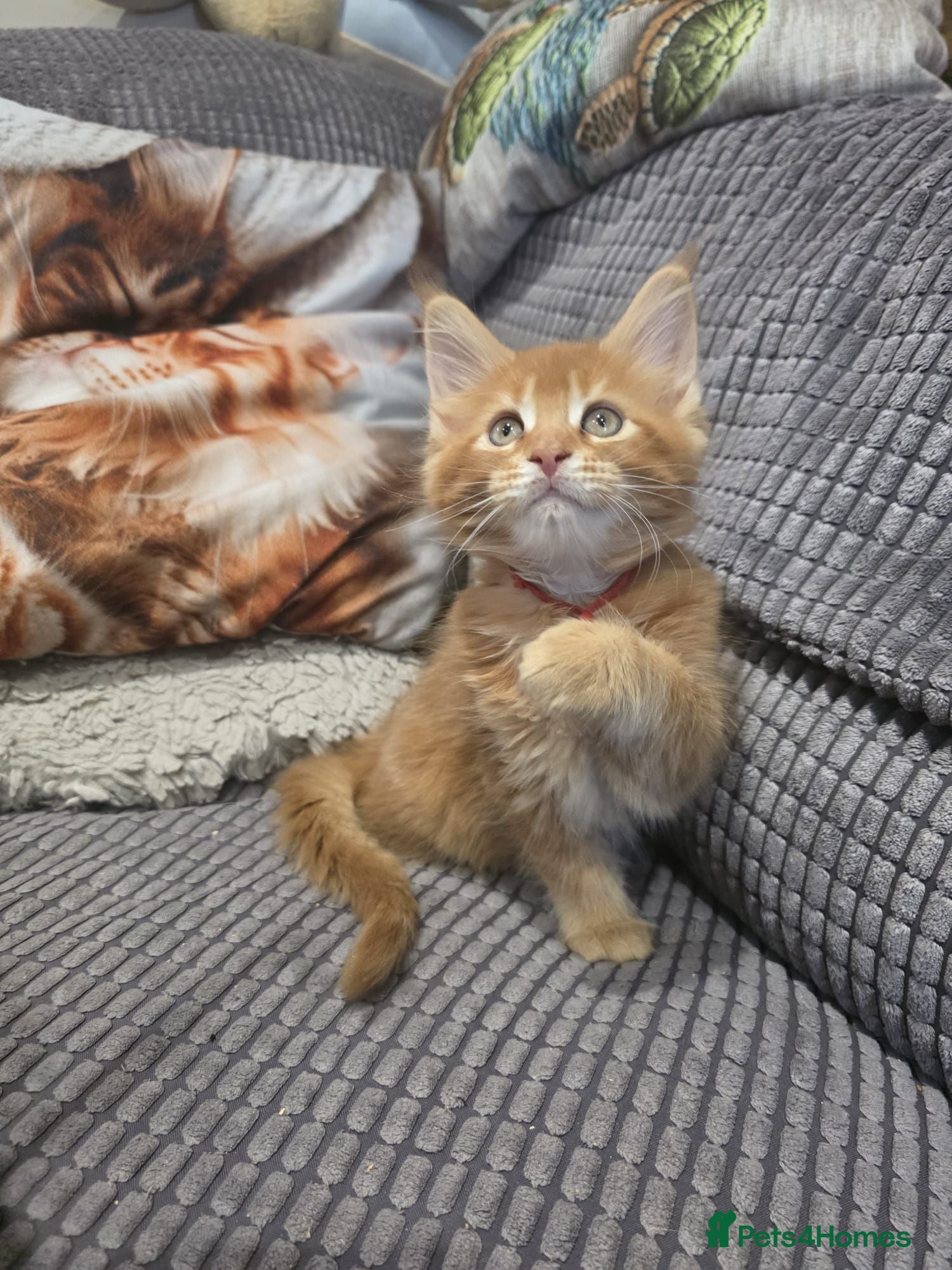 Maine Coon cats Maine Coon 2 female left Red Tabby Gingers - Advert 1