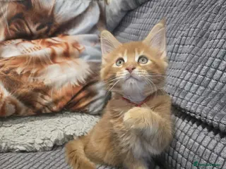 Maine Coon cats Maine Coon 2 female left Red Tabby Gingers - Advert 1
