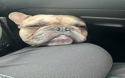 French Bulldog dogs for sale: 2 year old French bulldog for sale - Image 1