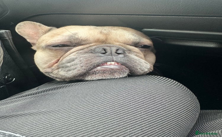 French Bulldog dogs - Advert 6