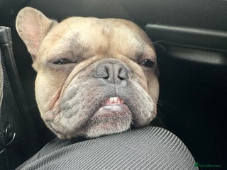 French Bulldog dogs - Advert 29